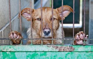 Stay off of Google's "naughty list" by avoiding these bad SEO ideas Dog is in trouble because of bad SEO practices